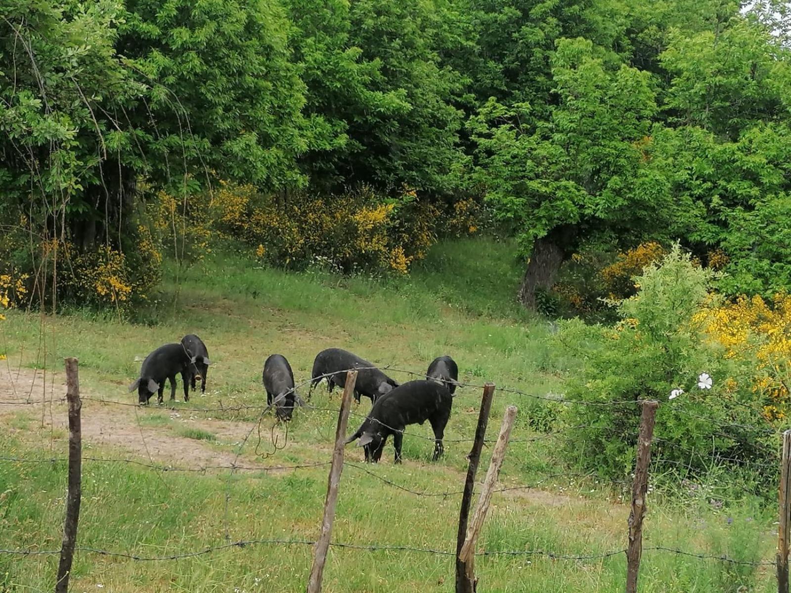 La Del Poeta Alojamento de Turismo Rural Acri