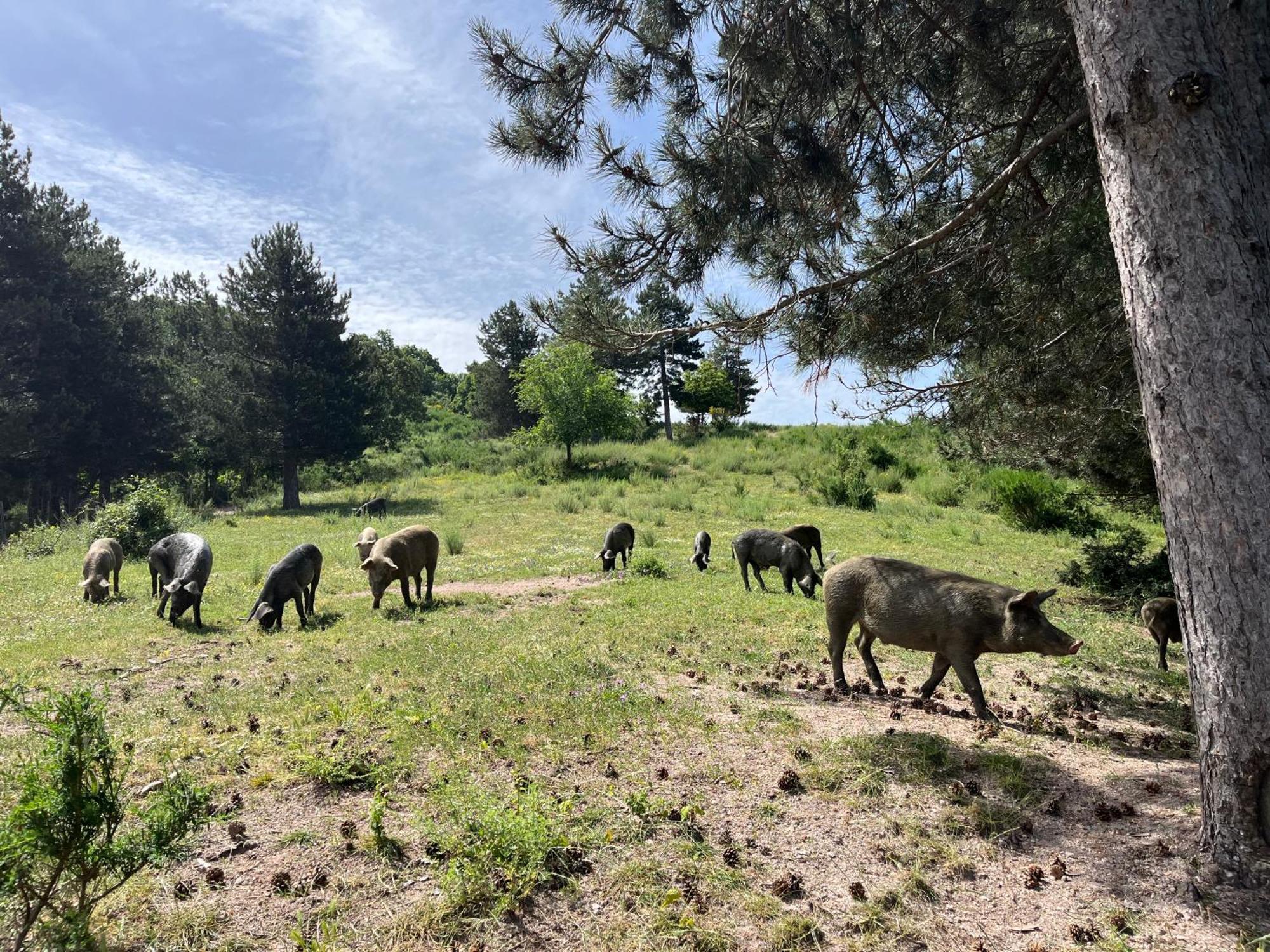 Farm stay La Locanda Del Poeta Acri